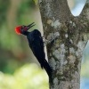 Datel indomalajsky - Dryocopus javensis - White-bellied Woodpecker o0590